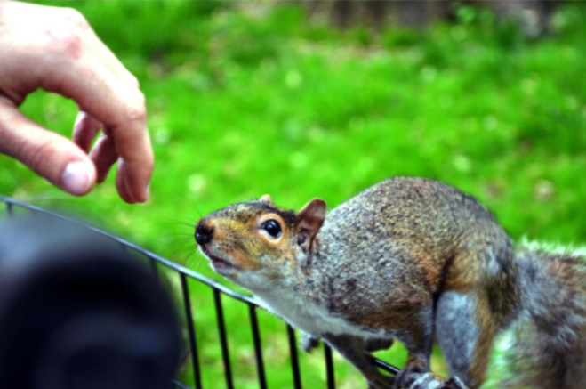 Squirrel and Raccoon Removal Services in Brampton