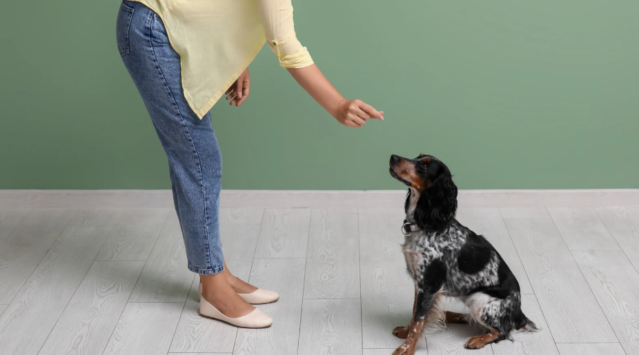 Dog Obedience Training That Creates Reliable Behavior Beyond the Classroom